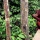 Close encounters with orangutans